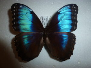 Morpho helenor marinita