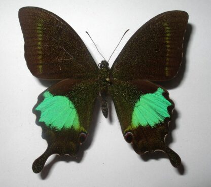Achillides paris