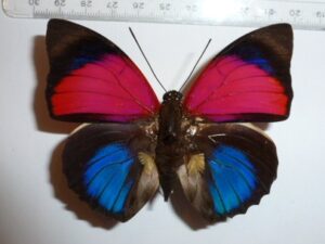 Agrias claudiana sardanapalus