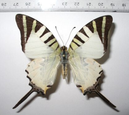 Graphium antiphates