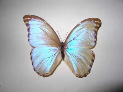 Morpho godarti cousueta