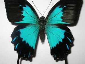 Achillides ulysses telegonus