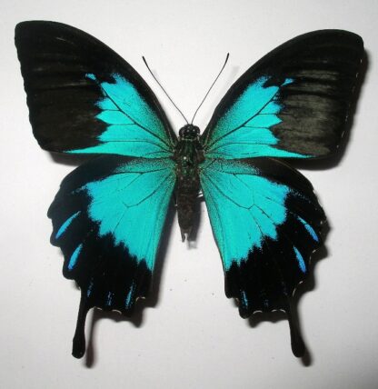Achillides ulysses telegonus