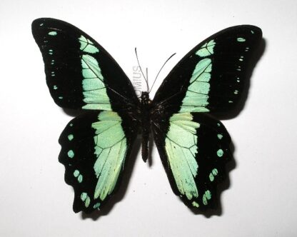 Papilio bromius