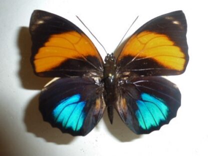 Agrias amydon zenodorus