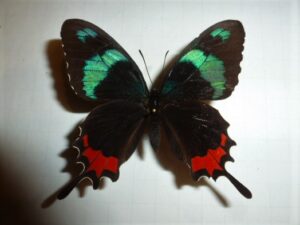Parides gundlachianus