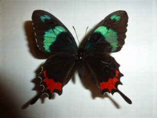 Parides gundlachianus