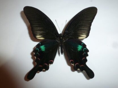 Achillides polyctor stockleyi