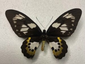 Ornithoptera meridionalis