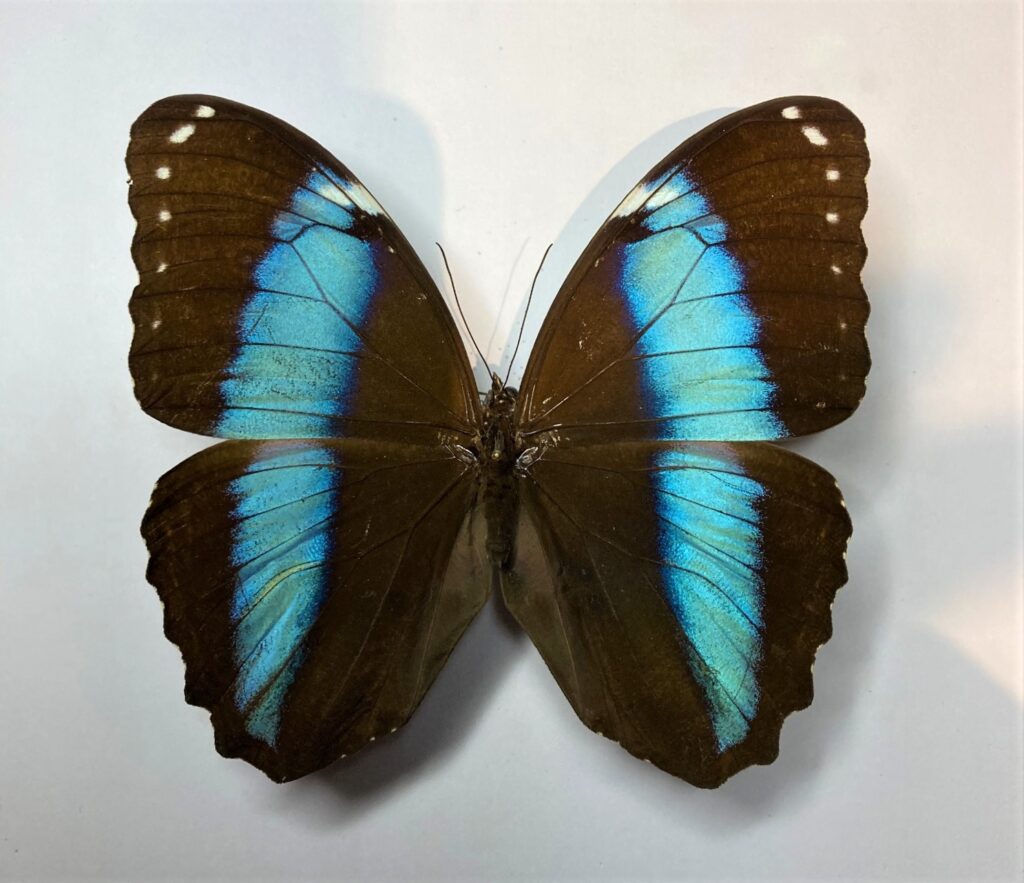 Morpho achilles