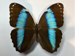Morpho achilles