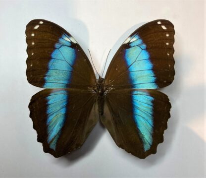 Morpho achilles