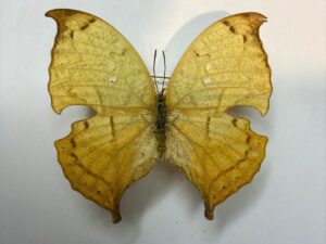 Anaea itys