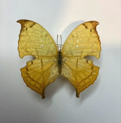 Anaea itys