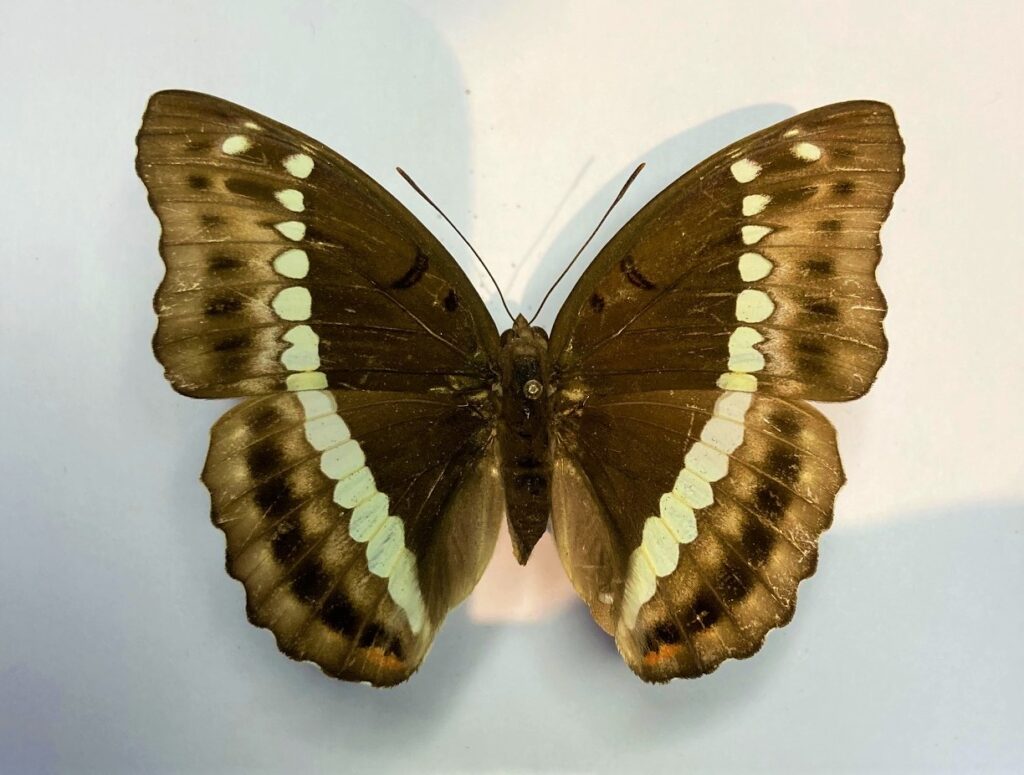 Euthalia teutoides