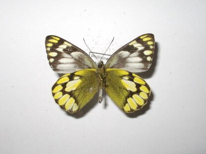 Delias schoenigi
