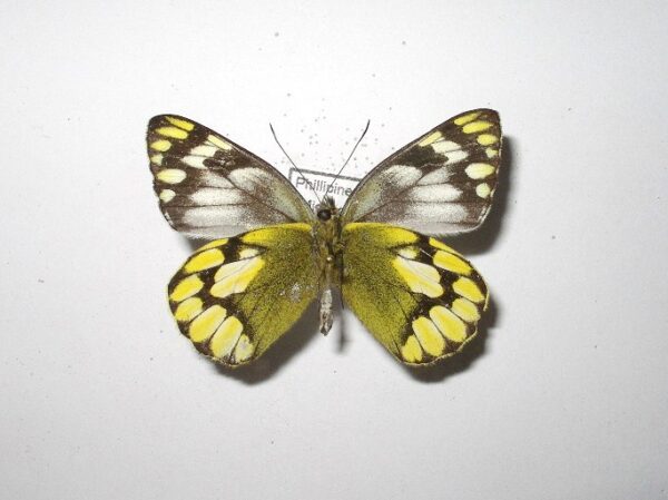 Delias schoenigi