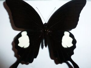 Papilio iswara