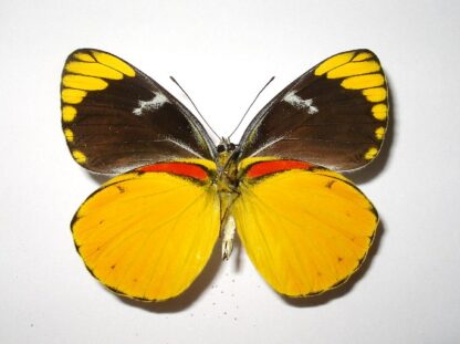 Delias splendida