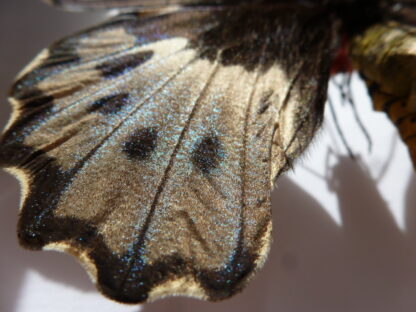 Ornithoptera aesacus f. purpurea