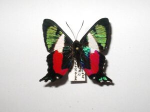 Ancyluris formosissima