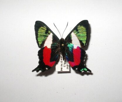 Ancyluris formosissima