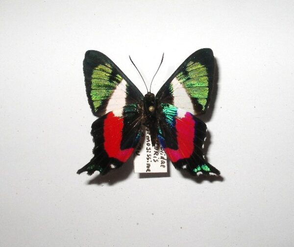 Ancyluris formosissima
