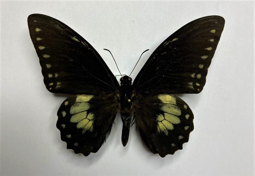 Papilio birchalli