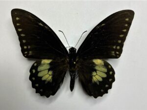 Papilio birchalli