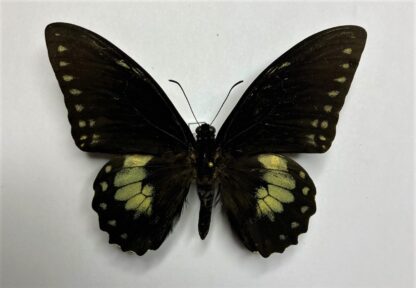 Papilio birchalli