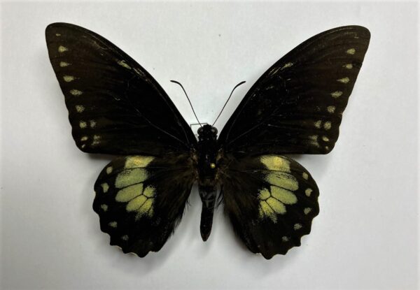Papilio birchalli