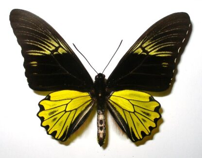 Triodes cuneifera
