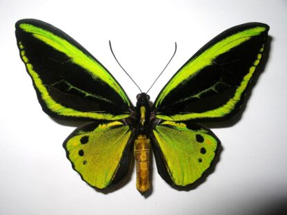Ornithoptera priamus poseidon