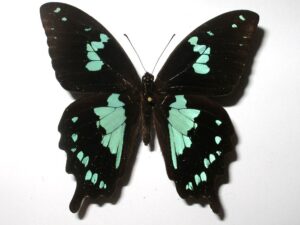 Papilio epiphorbas