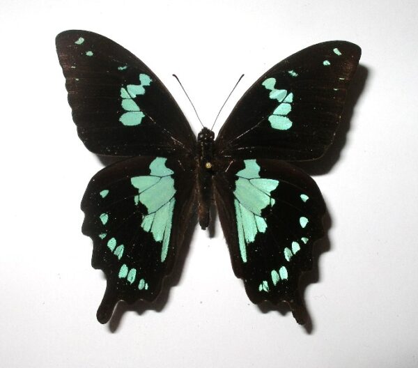 Papilio epiphorbas
