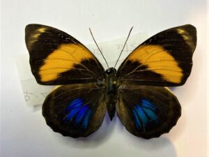 Agrias amydon philatelica
