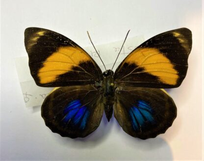 Agrias amydon philatelica