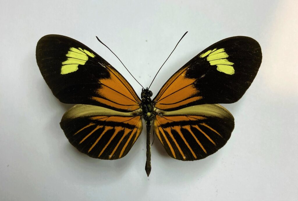 Heliconiidae