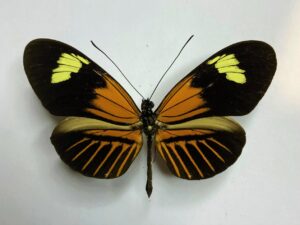 Heliconiidae