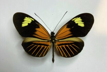 Heliconiidae