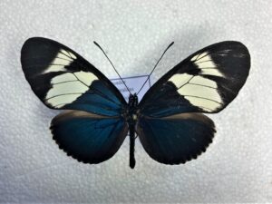Heliconiidae