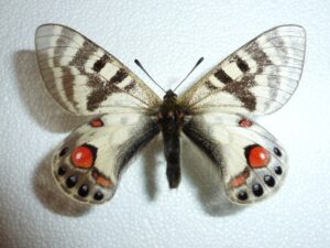 Parnassius charltonius