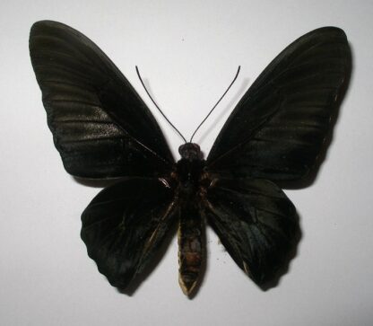 Troides rhadamantus doherty