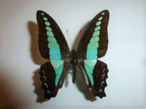 Graphium sarpedon