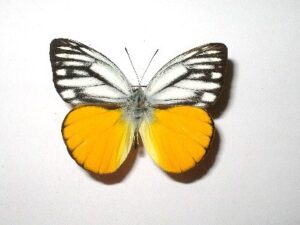 Cepora aspasia