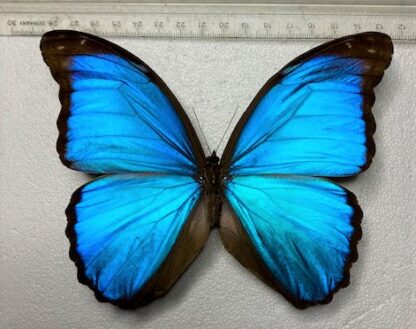 Morpho menelaus nestria