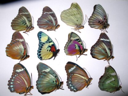 Euphaedra Schmetterlingladen