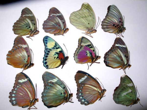 Euphaedra