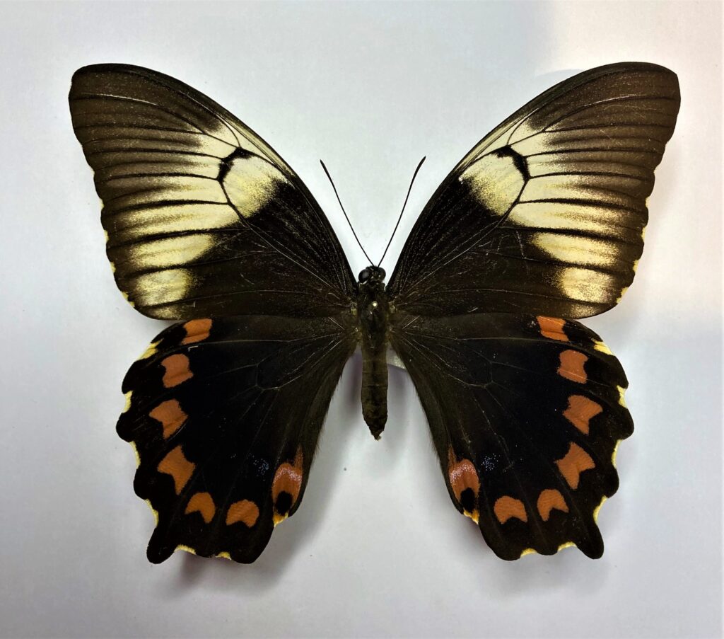 Papilio inopinatus