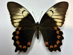 Papilio inopinatus